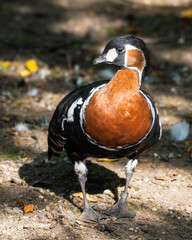 Red-breasted Goose Walking on the Ground