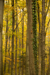 pień drzewa porośnięty bluszczem, w tle las w kolorach jesieni
