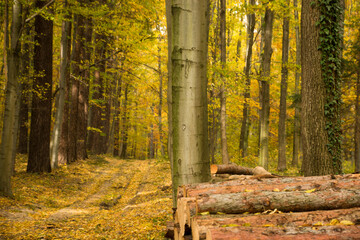 Naklejka premium las, droga leśna, kolory jesieni