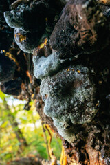 Puszcza Barlinecka, Barlinek, Polska. Piękna jesienna pogoda w lesie.