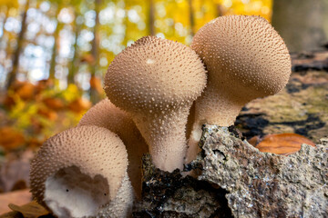 Grzyby leśnego runa Puszczy Barlineckiej w Polsce. Zdjęcia makro.