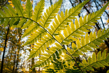 Puszcza Barlinecka, Barlinek, Polska. Piękna jesienna pogoda w lesie. © Roman Trojanowski