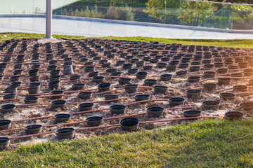 cultivation of plants and trees bushes arboretum irrigation system