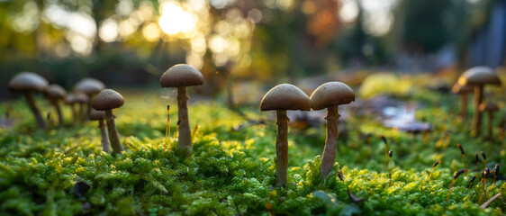 Grzyby leśnego runa Puszczy Barlineckiej w Polsce. Zdjęcia makro. © Roman Trojanowski