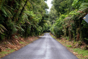 Fototapeta premium Okataina road through rainforest at New Zealand