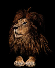 Portrait of a beautiful lion and copy space. Lion in dark