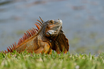 Iguana on land