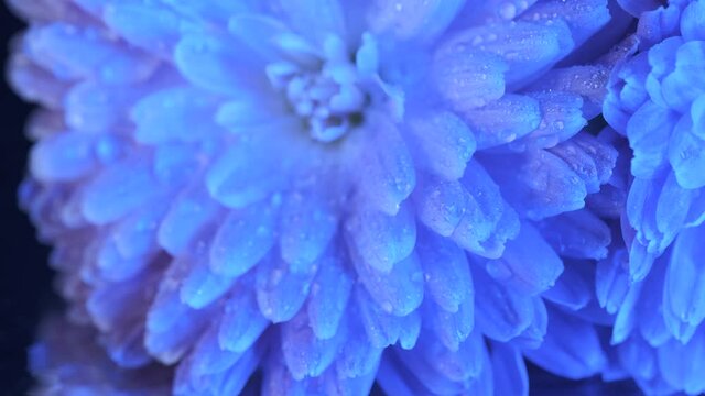 Beautiful colorful flower covered with dew. Flower after rain in water drops . Close-up macro shot. 4K UHD video