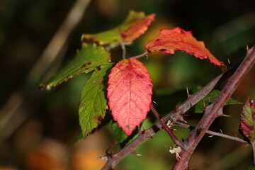 Autumn bramble leaves.