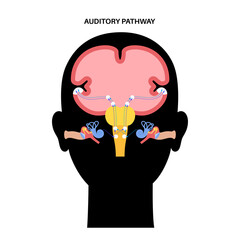 Auditory pathway diagram