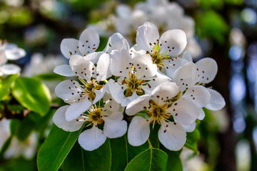 Spiraea