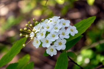 Spiraea