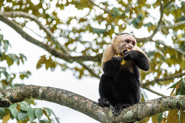 Mono Capuchino Costa Rica