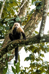 Mono Capuchino Costa Rica