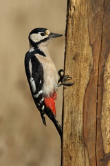 Great spotted woodpecker perched on a post.