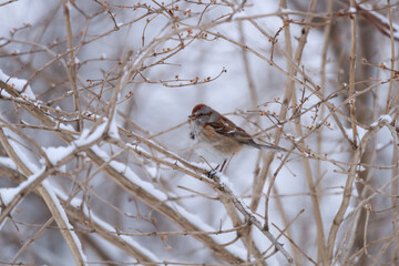 American Tree sparrow in a snow-covered bush. 