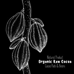 Cocoa pods vector illustration. Hand drawn cocoa tree sketch. Vintage Design Element. Cacao beans. Vintage illustration.