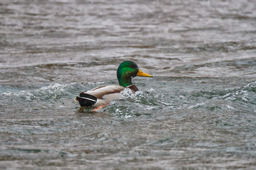 Male mallard swimming in rapids on a river in winter 