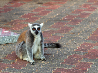 Lemur that lives in the city. Ring-Tailed Lemur (Lemur catta) is a large strepsirrhine primate walking and sitting on the road of sand. Lemuriformes close up and Funny face with beautiful striped tail
