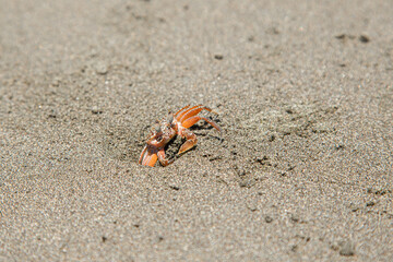 Cangrejo Naranja en Costa Rica