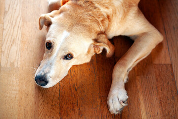 Dog rests on the floor, looking at the camera with pleading eyes. Sad face. Pet concept.