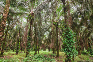 Cultivo de palmas en costa rica