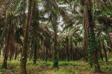 Cultivo de palmas en costa rica