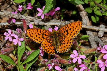 farfalla arancione (Boloria sp.) sulla saponaria