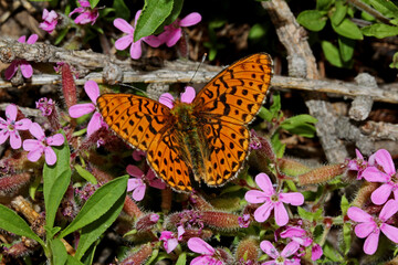 farfalla arancione (Boloria sp.) sulla saponaria