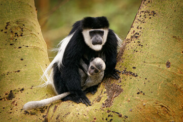 Obraz premium Black-and-white colobus or colobi - Colobus guereza, monkey native to Africa, related to red colobus monkey of Piliocolobus, long tail, female with young child cub on the tree in Kenya.