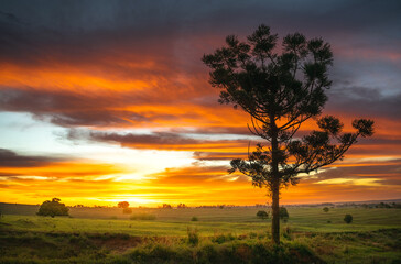 Amazing sunset with silhouette of a tree and reddish clouds