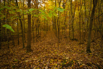 Fototapeta premium Landschaft im Herbst