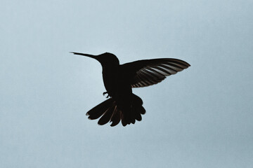 Colibri en el aire © Londonqphotos