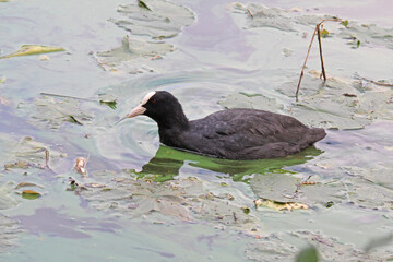 folaga (Fulica atra) tra foglie di ninfea