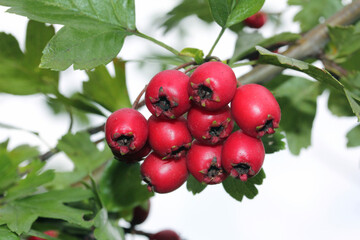 rosse bacche di biancospino (Crataegus monogyna)