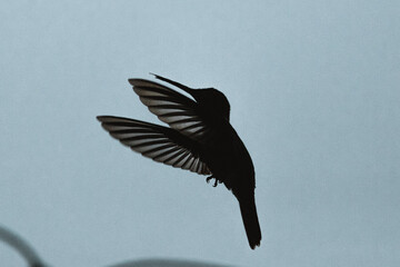 Colibri en el aire © Londonqphotos