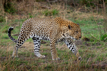 Leopard - Panthera pardus, big spotted yellow cat in Africa, genus Panthera cat family Felidae, portrait in the bush in Africa, adult male rest, yawn or lay, creep and walk