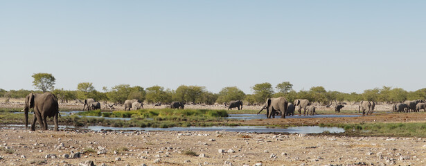 Wild Elephant Herd at the Etosha National Park in Namibia, Southern Africa.