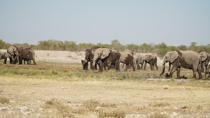 Wild Elephant Herd at the Etosha National Park in Namibia, Southern Africa.