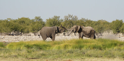 Fototapeta premium Wild Elephant Herd at the Etosha National Park in Namibia, Southern Africa.