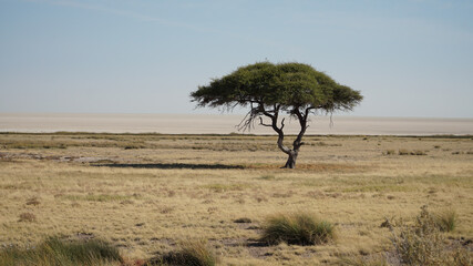 Fototapeta premium Impressions from Etosha National Park in Namibia, Southern Africa.