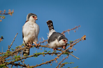 Pygmy Falcon - Polihierax semitorquatus or African falcon bird native to Africa, smallest raptor on the continent, prey on reptiles and insects, rodents, nest in white-headed buffalo weaver