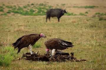 Lappet-faced Vulture or Nubian vulture - Torgos tracheliotos, Old World vulture belonging to the bird order Accipitriformes, pair two scavengers feeding on the carcass in Masai Mara Kenya