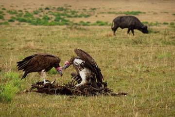 Lappet-faced Vulture or Nubian vulture - Torgos tracheliotos, Old World vulture belonging to the bird order Accipitriformes, pair two scavengers feeding on the carcass in Masai Mara Kenya
