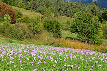 fioritura autunnale di colchico in Val di Fiemme (Trentino)