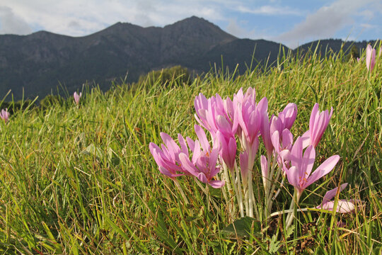 fiori rosati di colchico (Colchicum autumnale); sullo sfondo il Corno Nero (Val di Fiemme)