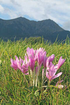 fiori rosati di colchico (Colchicum autumnale); sullo sfondo il Corno Nero (Val di Fiemme)
