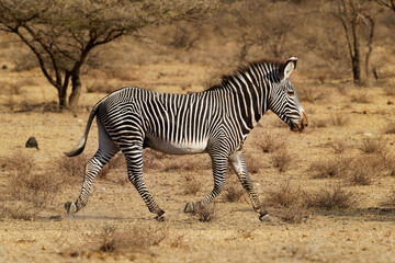 Grevys Zebra - Equus grevyi also Imperial zebra, largest living wild equid, most threatened of the three species, found in Kenya and Ethiopia, tall, large ears, stripes are narrower