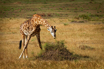 Naklejka na ściany i meble Masaai Giraffe - Giraffa tippelskirchi also Maasai or Kilimanjaro giraffe, largest giraffe, native to East Africa, Kenya and Tanzania, distinctive irregular jagged, star-like blotches.