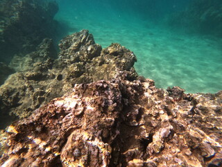 Naklejka na ściany i meble Under the ocean photos of sea life in Maui.